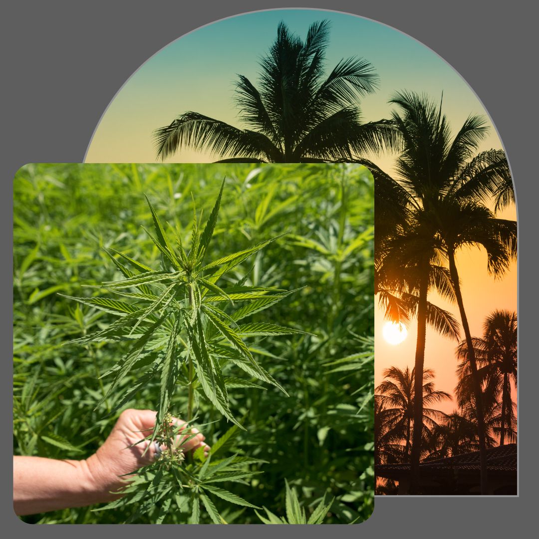 4 Differences Between Hemp Oil And CBD Oil-1080x1080-image1
