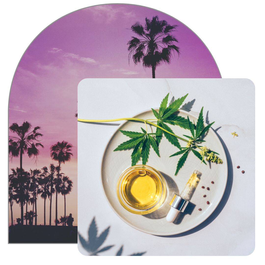 4 Differences Between Hemp Oil And CBD Oil-1080x1080-image4